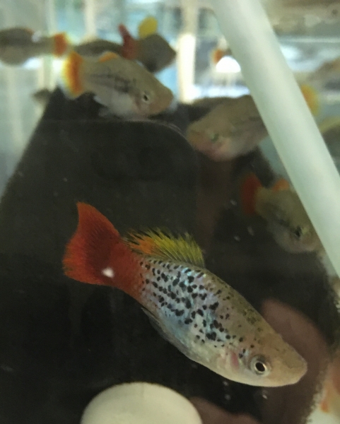 Papageiplaty (X.variatus), Xiphophorus variatus